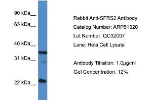 Western Blotting (WB) image for anti-serine/arginine-Rich Splicing Factor 2 (SRSF2) (C-Term) antibody (ABIN2788766) (SRSF2 antibody  (C-Term))