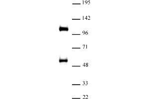 TAZ / WWTR1 antibody (pAb) tested by Western blot Nuclear extract of A-431 cells (30 μg) probed with TAZ / WWTR1 antibody (1:500). (WWTR1 antibody  (C-Term))
