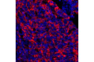 Immunofluorescence (IF) image for anti-5'-Nucleotidase, Ecto (CD73) (NT5E) (AA 27-552) antibody (ABIN7449540) (Recombinant CD73 antibody  (AA 27-552))