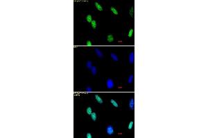Histone H3 dimethyl Lys36 antibody tested by immunofluorescence. (Histone 3 antibody  (H3K36me2))