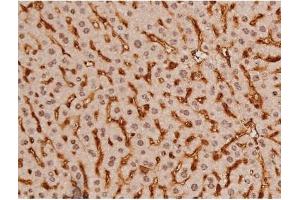 ABIN6269133 at 1/200 staining Mouse liver tissue sections by IHC-P. (KIT antibody  (Internal Region))