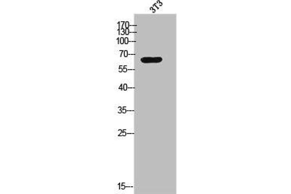 CPNE8 antibody  (N-Term)