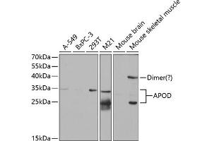 Western blot analysis of extracts of various cell lines, using APOD antibody (ABIN6127443, ABIN6137014, ABIN6137016 and ABIN6220914) at 1:1000 dilution. (Apolipoprotein D antibody  (AA 21-189))