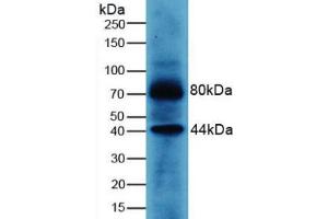 Western blot analysis of Human MCF7 Cells. (WNT3A antibody  (AA 19-352))