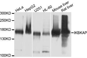 Western blot analysis of extracts of various cell lines, using IKBKAP antibody (ABIN4904025) at 1:1000 dilution. (IKAP/p150 antibody)
