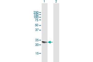 YAF2 antibody  (AA 1-180)