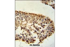 ERO1LB Antibody immunohistochemistry analysis in formalin fixed and paraffin embedded mouse testis tissue followed by peroxidase conjugation of the secondary antibody and DAB staining. (ERO1LB antibody  (C-Term))