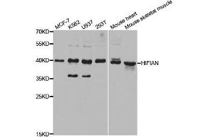 Western blot analysis of extracts of various cell lines, using HIF1AN antibody. (HIF1AN antibody  (AA 1-349))