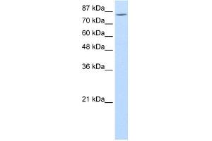 WB Suggested Anti-MCM7 Antibody Titration:  1. (MCM7 antibody  (Middle Region))