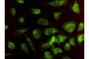 Immunofluorescence of monoclonal antibody to HMOX2 on HeLa cell. (HMOX2 antibody  (AA 1-316))
