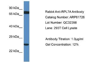 Western Blotting (WB) image for anti-Ribosomal Protein L7a (RPL7A) (C-Term) antibody (ABIN2788883) (RPL7A antibody  (C-Term))
