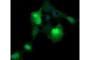 Image no. 5 for anti-ERG, ETS transcription factor (ERG) antibody (ABIN1498076) (ERG antibody)