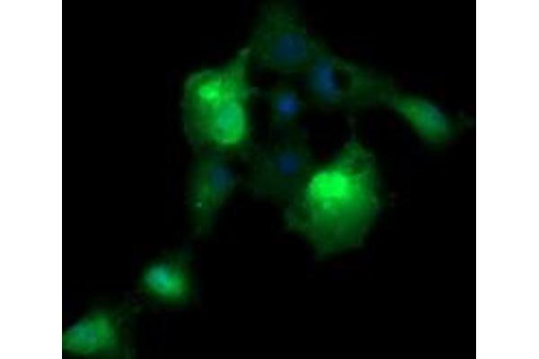 ERG antibody