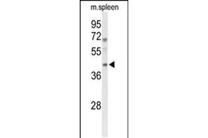 Western blot analysis of MAFA Antibody in mouse spleen tissue lysates (35ug/lane) (MAFA antibody  (AA 203-231))