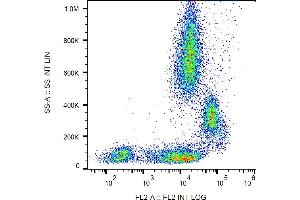 Flow cytometry analysis (surface staining) of human peripheral blood with anti-human CD31 (MEM-05) PE. (CD31 antibody  (PE))