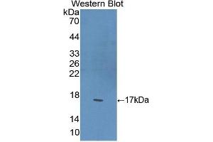 Western Blotting (WB) image for anti-Peroxisome Proliferator-Activated Receptor gamma (PPARG) (AA 149-273) antibody (ABIN1173890)