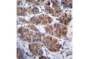 Immunohistochemistry analysis in formalin fixed and paraffin embedded human stomach tissue reacted with PCDHGC5 Antibody (Center) followed by peroxidase conjugation of the secondary antibody and DAB staining.