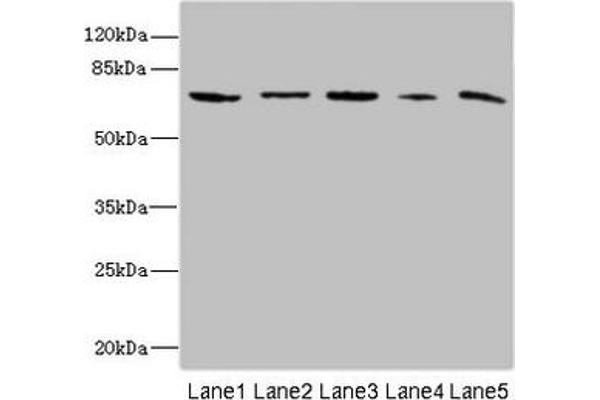 RanBP3 anticorps  (AA 1-250)