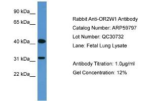 WB Suggested Anti-OR2W1  Antibody Titration: 0. (OR2W1 antibody  (C-Term))