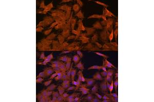 Immunofluorescence analysis of C6 cells using SRP54 Rabbit mAb (ABIN3015958, ABIN3015959, ABIN1682276, ABIN1682277 and ABIN7101466) at dilution of 1:100 (40x lens). (SRP54 antibody)