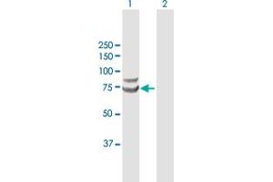 Western Blot analysis of TRIM25 expression in transfected 293T cell line by TRIM25 MaxPab polyclonal antibody. (TRIM25 antibody  (AA 1-630))