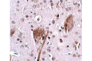 Immunohistochemical staining of mouse brain tissue with 2. (SPG11 antibody  (C-Term))