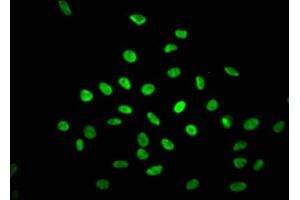 Immunofluorescence (IF) image for anti-Non-POU Domain Containing, Octamer-Binding (NONO) antibody (ABIN7127643)