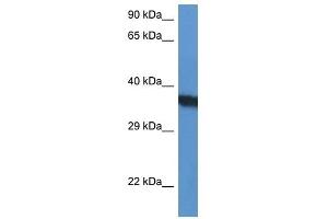 Western Blot showing SURF1 antibody used at a concentration of 1 ug/ml against HepG2 Cell Lysate (SURF1 antibody  (N-Term))