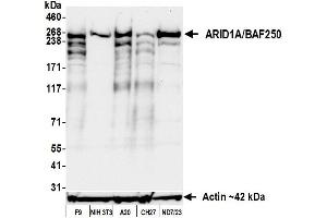 Western Blotting (WB) image for anti-AT Rich Interactive Domain 1A (SWI-Like) (ARID1A) (AA 750-800) antibody (ABIN7795678)