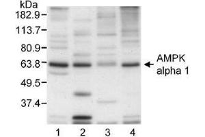 Detection of AMPK alpha 1 in extracts of (1) bovine aortic endothelial cells, (2) rat aortic smooth muscle cells, (3) HepG2 cells, and (4) human aortic endothelial cells with this antibody at 2µg/ml. (PRKAA1 antibody)