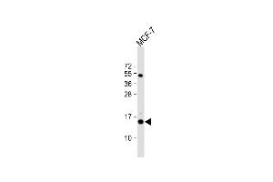 Anti-RPS24 Antibody (Center) at 1:1000 dilution + MCF-7 whole cell lysate Lysates/proteins at 20 μg per lane. (RPS24 antibody  (AA 65-93))