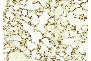 ABIN6276573 at 1/100 staining Mouse lung tissue by IHC-P. (PYCARD antibody  (N-Term))