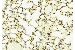 ABIN6276573 at 1/100 staining Mouse lung tissue by IHC-P.
