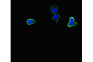 Immunofluorescent analysis of HepG2 cells using ABIN7162899 at dilution of 1:100 and Alexa Fluor 488-congugated AffiniPure Goat Anti-Rabbit IgG(H+L) (PLIN5 antibody  (AA 305-453))