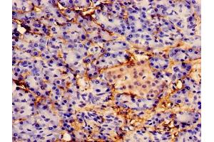 Immunocytochemistry analysis of human pancreatic tissue using ABIN7156203 at dilution of 1:100