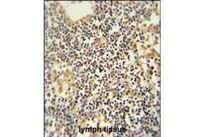 TMUB1 antibody immunohistochemistry analysis in formalin fixed and paraffin embedded human lymph tissue followed by peroxidase conjugation of the secondary antibody and DAB staining. (TMUB1 antibody  (AA 112-141))
