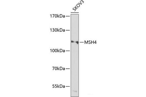 MSH4 Antikörper