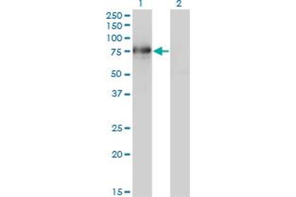 BMP2K antibody  (AA 540-650)