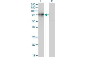 Western Blot analysis of BMP2K expression in transfected 293T cell line by BMP2K monoclonal antibody (M02), clone 1F11. (BMP2K antibody  (AA 540-650))