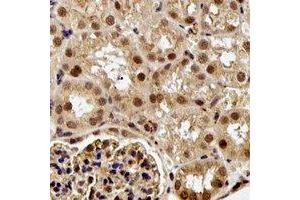 Immunohistochemical analysis of ESE-1 staining in rat kidney formalin fixed paraffin embedded tissue section.
