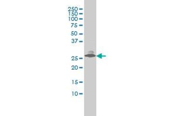 Endothelin 3 antibody  (AA 1-238)