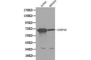 Western Blotting (WB) image for anti-Caspase 10, Apoptosis-Related Cysteine Peptidase (CASP10) antibody (ABIN1871454) (Caspase 10 antibody)