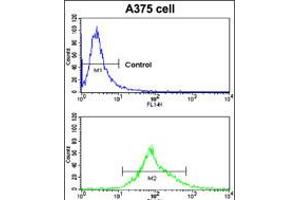 Flow cytometric analysis of A375 cells using CA14 Antibody (bottom histogram) compared to a negative control cell (top histogram).