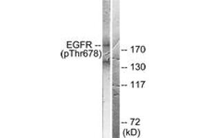 Western blot analysis of extracts from COS7 cells treated with EGF 200ng/ml 30', using EGFR (Phospho-Thr678) Antibody. (EGFR antibody  (pThr678))
