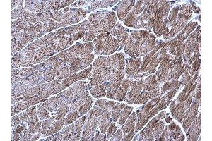IHC-P Image TrxR1 antibody [N1N3] detects TrxR1 protein at cytoplasm on mouse heart by immunohistochemical analysis. (TXNRD1 antibody)