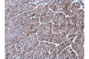 IHC-P Image TrxR1 antibody [N1N3] detects TrxR1 protein at cytoplasm on mouse heart by immunohistochemical analysis.