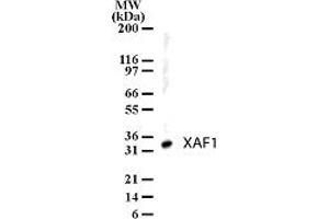 Image no. 1 for anti-XiAP Associated Factor 1 (XAF1) (AA 201-218) antibody (ABIN208913)