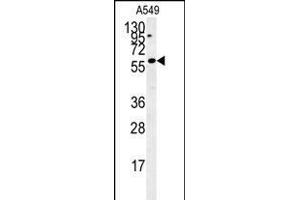 C12orf48 Antibody (C-term) (ABIN654041 and ABIN2843950) western blot analysis in A549 cell line lysates (35 μg/lane). (PARPBP antibody  (C-Term))