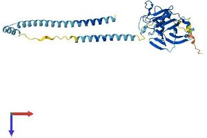 Protein Structure (PS) image for Tripartite Motif Containing 16-Like (TRIM16L) (AA 1-348) protein (His tag) (ABIN7544551)