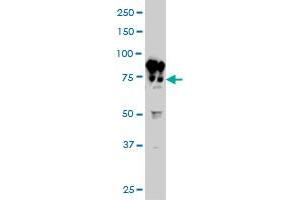 Filensin antibody  (AA 567-664)